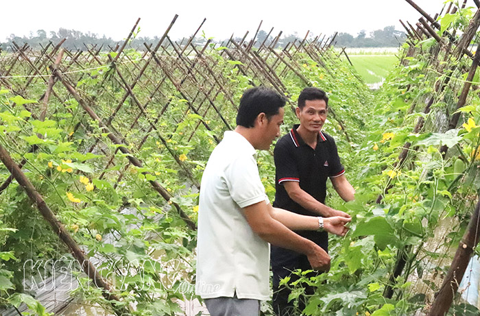Hướng đi mới cho nông dân trồng rau màu