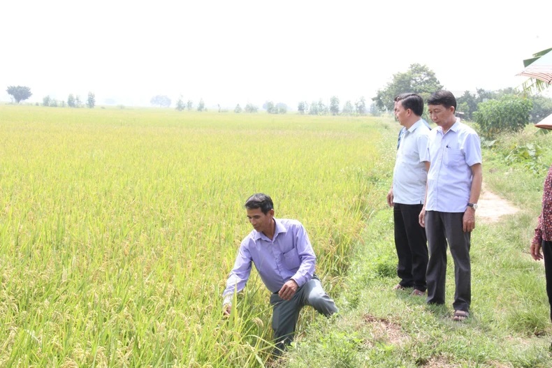 Phát triển đa dạng mô hình kinh tế gắn với xây dựng nông thôn mới