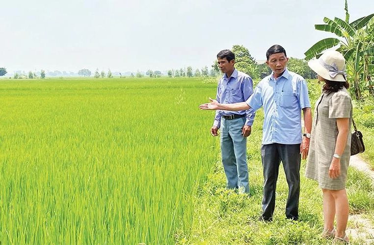 Hiệu quả kép từ trồng lúa hữu cơ