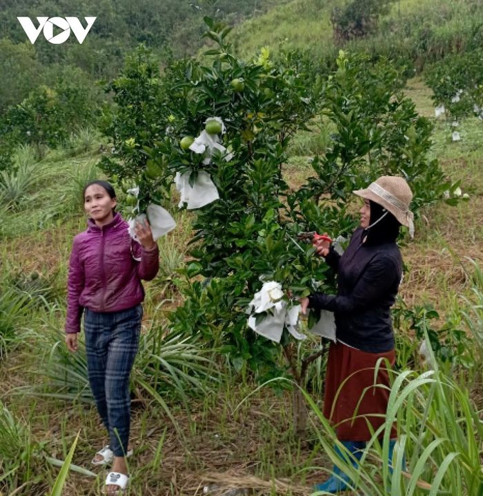 Phụ nữ Cơ Tu khởi nghiệp ngay trên vùng đất nghèo