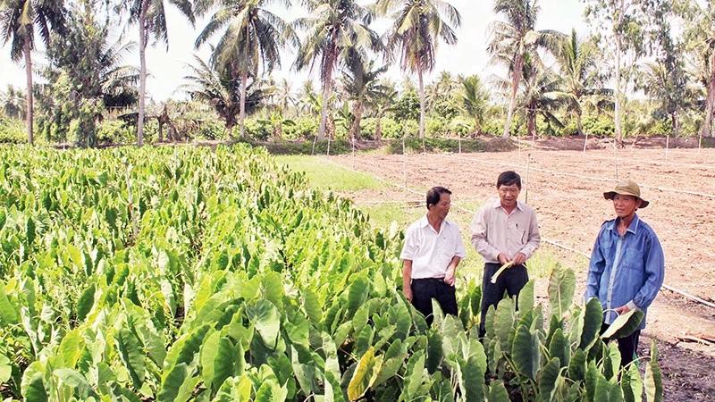 Hiệu quả mô hình canh tác chống biến đổi khí hậu