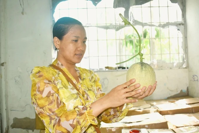 Hợp tác xã cung ứng trên 1.000 tấn dưa lưới mỗi năm
