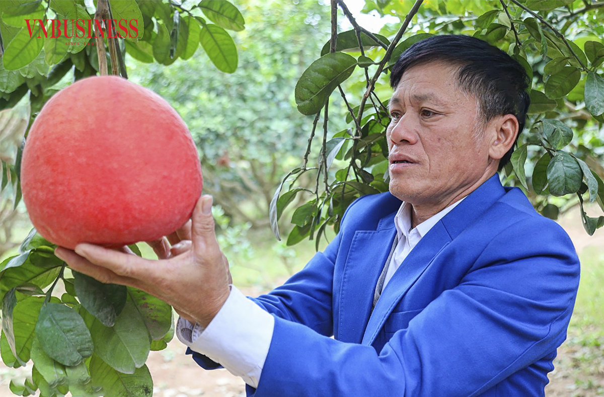Trăn trở lưu giữ giống bưởi đỏ 'tiến vua'