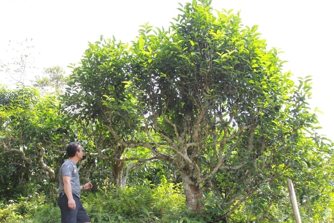 'Cha đẻ' của Mạc đao kỳ trà giá 25 triệu đồng/kg