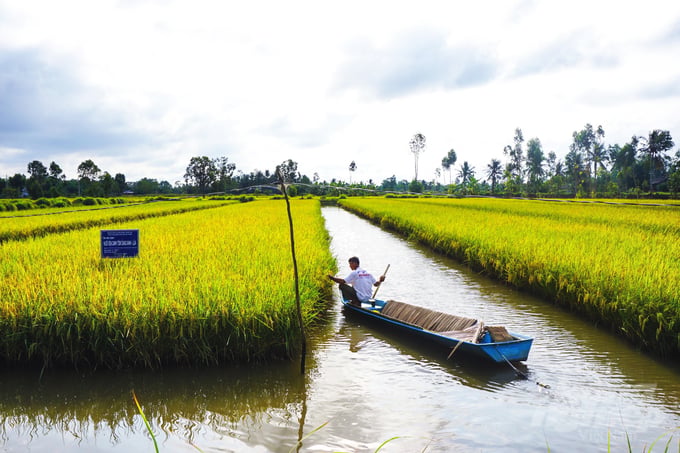 Tôm - lúa hữu cơ mở ra trang mới cho nông nghiệp Cà Mau