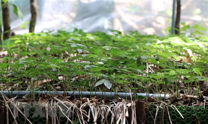 Kon Tum: Khoanh nợ hơn 2,7 tỷ đồng cho các hộ dân trồng Sâm Ngọc linh