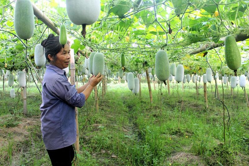 Xúc tiến tiêu thụ bí xanh thơm Ba Bể