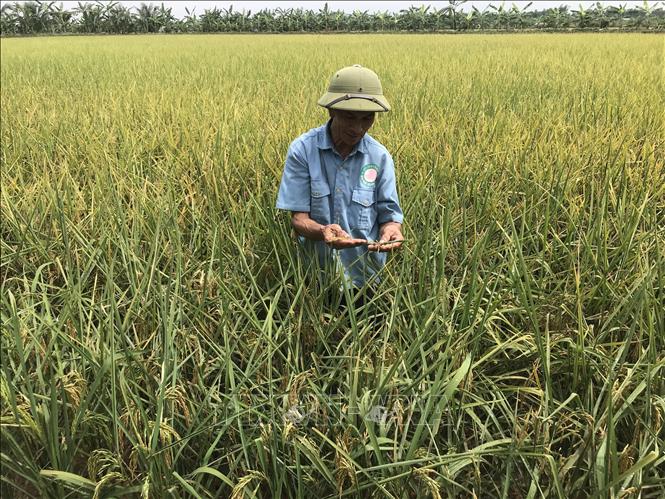 Gạo Bãi Rươi: Sản phẩm sạch hữu cơ ở Tứ Kỳ, Hải Dương