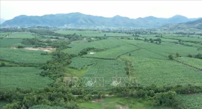 Gia Lai: Hình thành vùng chuyên canh mía quy mô lớn