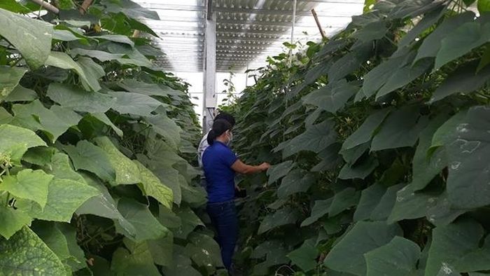 Ngọc Lặc phát triển nông nghiệp gắn với xây dựng nông thôn mới