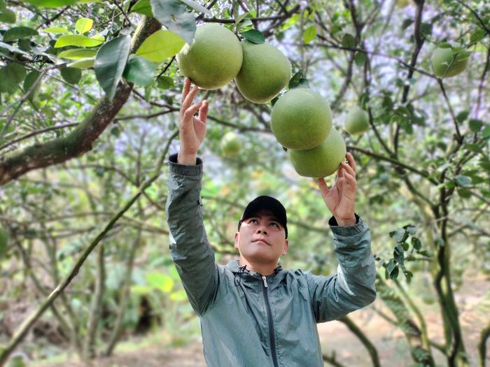 Cù lao Tân Triều mùa bưởi Tết