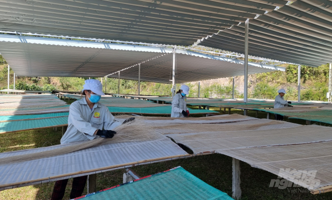 Đưa thương hiệu miến dong Cao Bằng vươn xa