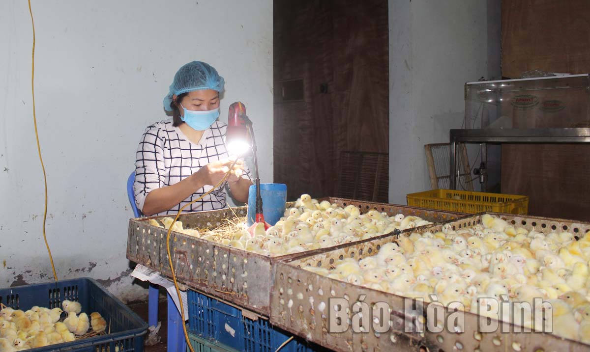 Xây dựng chuỗi liên kết để nâng tầm thương hiệu “Gà Lạc Thủy”
