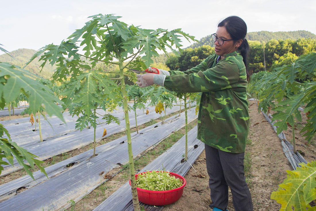 Thái Nguyên: Sản phẩm đắt giá của nông dân Liên Minh
