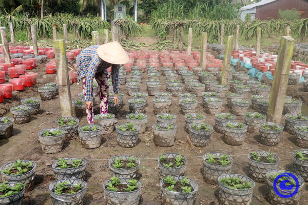 Nông dân Tiền Giang tập trung sản xuất hoa cảnh phục vụ Tết Nguyên đán