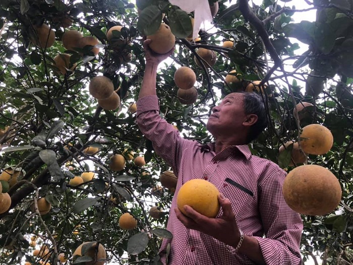 Hà Nội: Bưởi Diễn vào mùa thu hoạch, nông dân thấp thỏm tìm kênh tiêu thụ