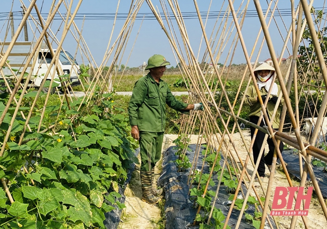 Thanh Hoá: Nâng cao giá trị trên diện tích sản xuất vụ đông
