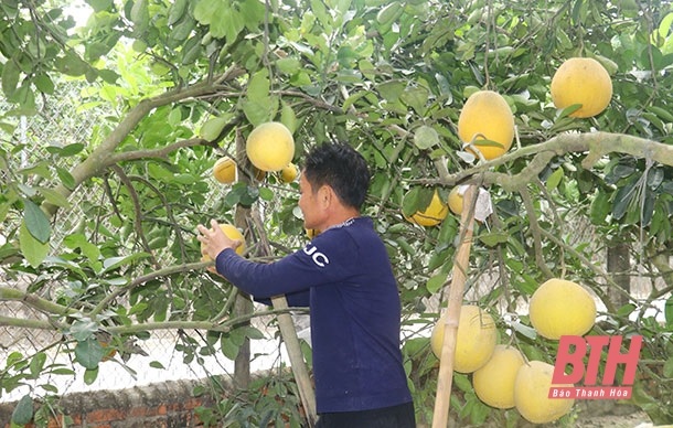 Thanh Hoá: Xã Bắc Lương phát triển cây ăn quả