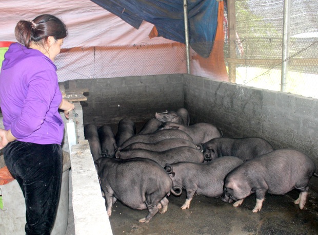 Hà Giang: Tụ Nhân nhân rộng mô hình kinh tế