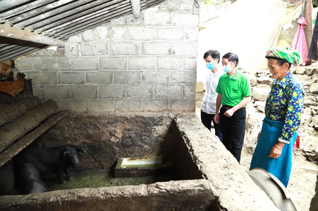 Hà Giang: Nuôi lợn sinh kế ở Phú Lũng