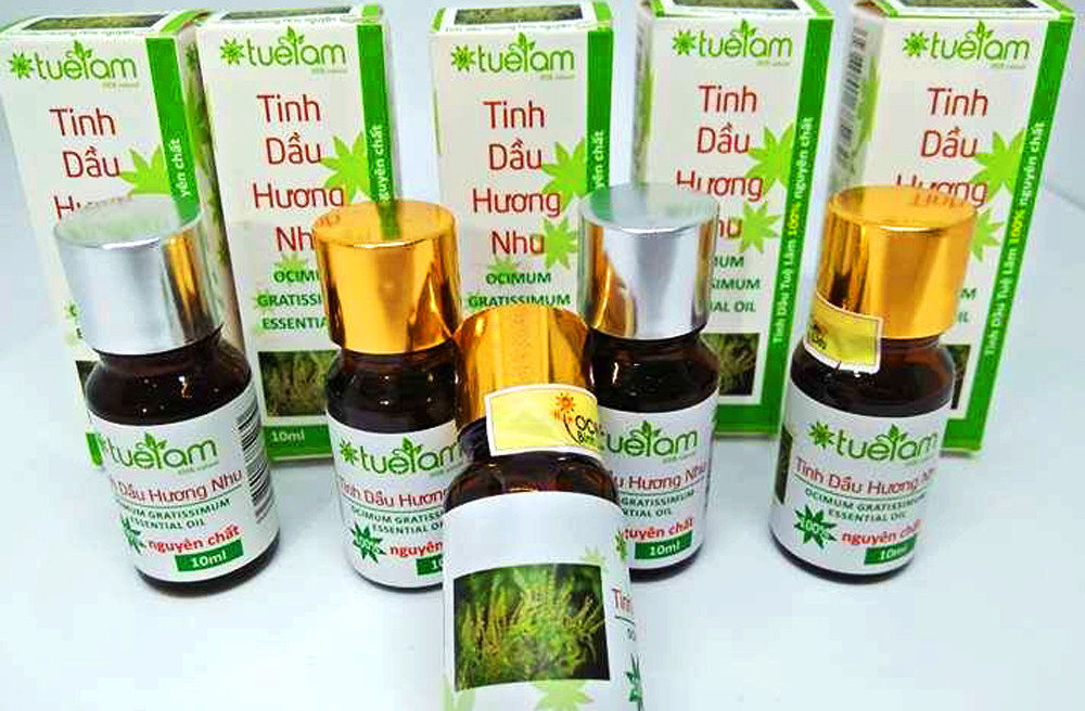 Quảng Ninh: Tinh dầu hương nhu Bình Liêu