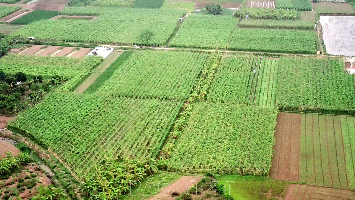 Hà Nam: Được mùa dưa nếp, nông dân Hòa Hậu thu tiền tỷ vụ Xuân