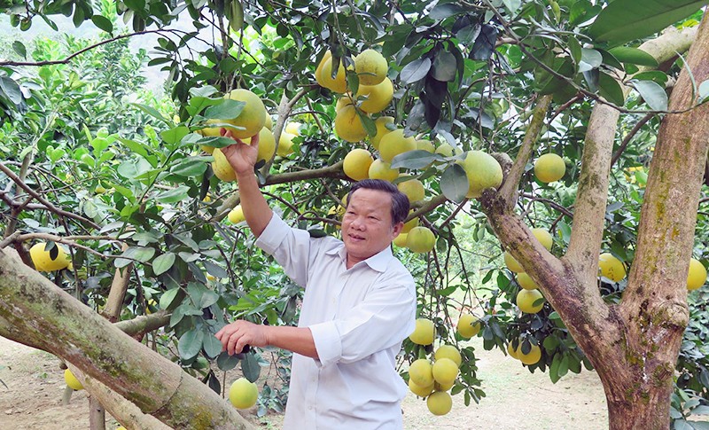 Xây dựng vùng sản xuất hàng hóa phục vụ xuất khẩu
