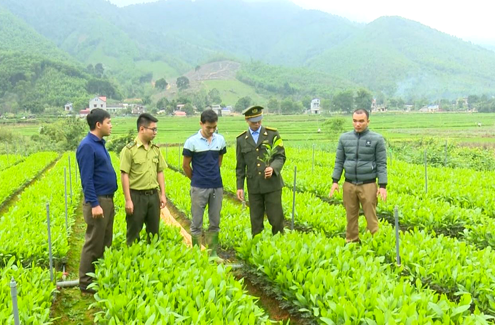 Phú Thọ: Trồng rừng đầu Xuân