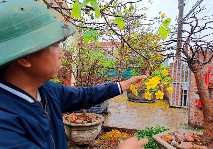 Chuyện hồi sinh giống mai vàng Yên Tử ở Bình Khê