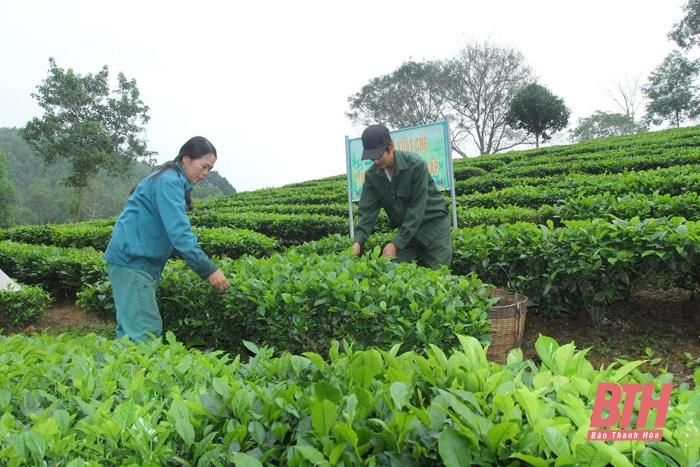 Thanh Hóa: Sắc xuân trên đồi chè Bình Sơn